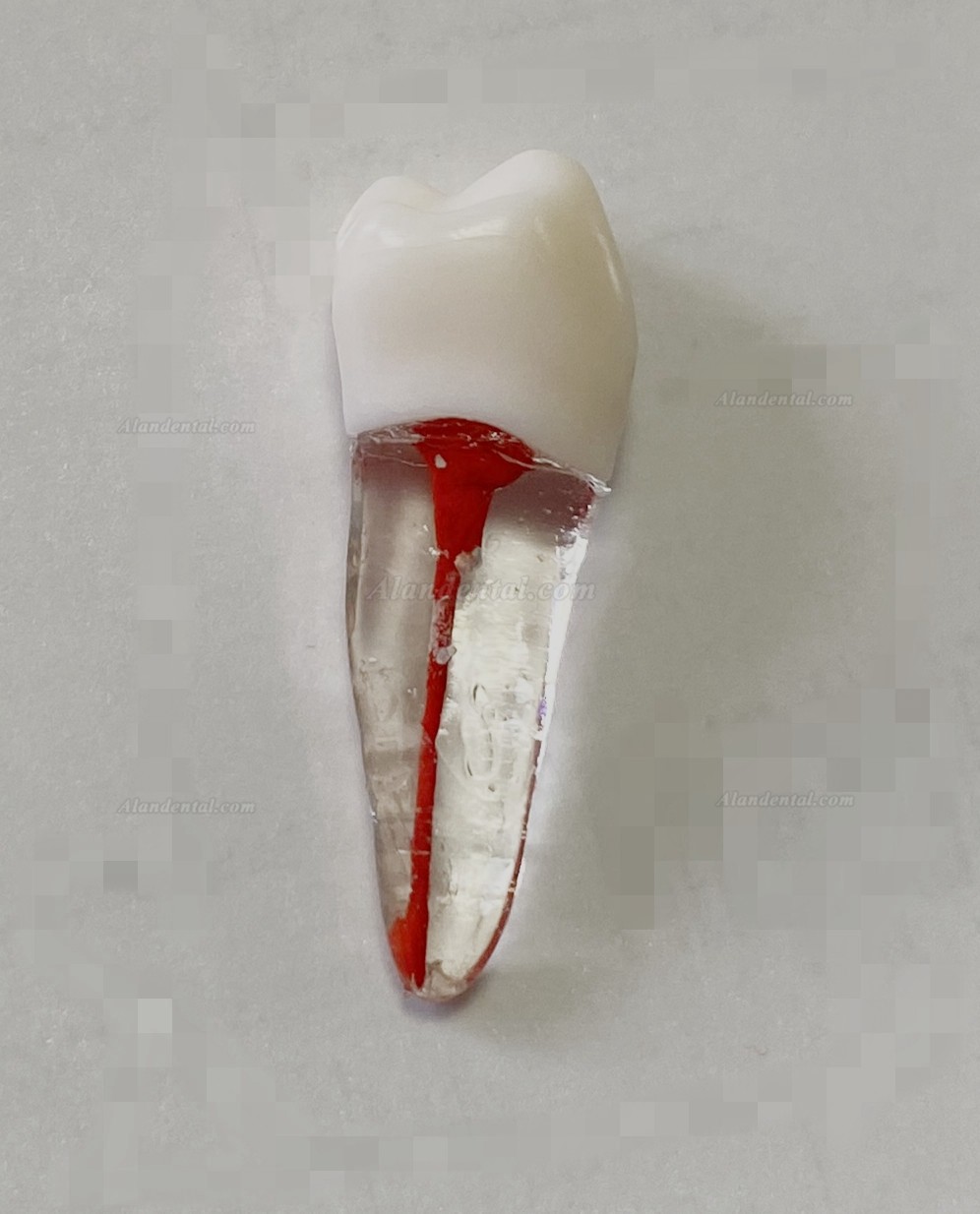 Dental Teeth Model Endo Files Practise Molar Upper Lower Tooth Premolar Root 2/3-Rooted Canal